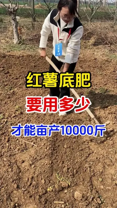 红薯底肥要用多少才能亩产10000斤#红薯种植#红薯底肥#红薯高产种植 #颗粒硼#种植小技巧