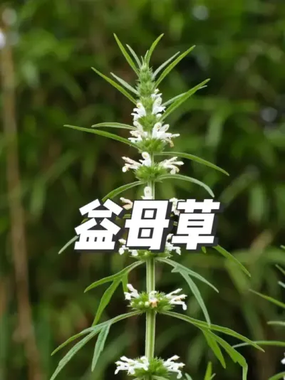 路边的益母草正长的旺盛，带你们认识一下它。 #益母草 #益母艾 #植物科普 #乡野田间 #热爱生活