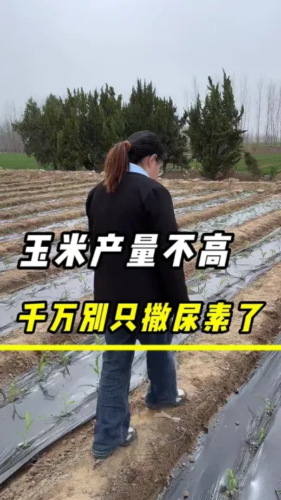 玉米产量不高，可千万不能只知道撒尿素了#玉米 #玉米种植 #农业 #叶面肥 #三农