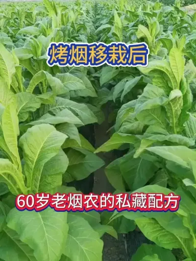 云南60岁种烟老大爷私藏的预防病害配方 #烤烟种植技术与管理 #烤烟 #烤烟种植 #烟草种植