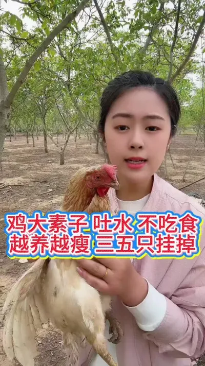 #科学养鸡 #抖音养鸡人 #鸡鸭鹅养殖 #服务三农支持三农 #养鸡人
