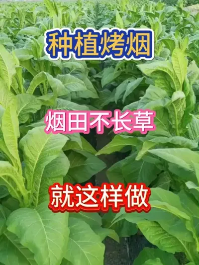 想要烟地不长草，就这样做 #服务三农支持三农 #农业种植 #烤烟 #烤烟种植 #烤烟种植技术与管理