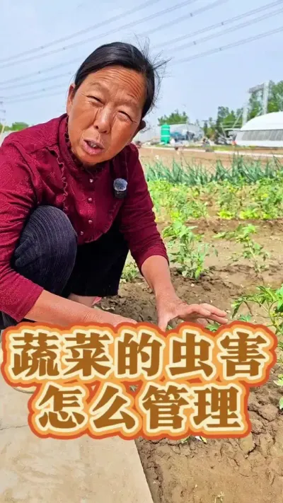 蔬菜虫害怎么防治 蔬菜虫害怎么防治#病虫害防治 #蔬菜种植 #生菜杨姐 #腻虫防治