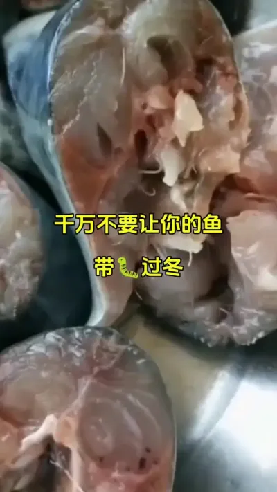 万别让你的鱼塘带虫过冬#水产养殖 #鱼塘寄生虫 #鱼苗 #特种水产养殖 @抖加🔥上热门🔥dou+🔥热点宝
