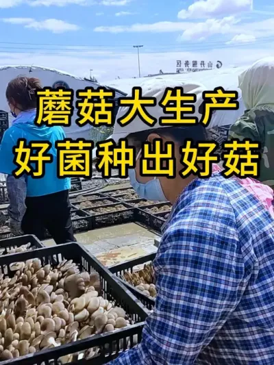 蘑菇大生产，好菌种出好菇，需要平菇栽培种的可以联系我#平菇种植 #平菇菌种 #食用菌栽培种 #栽培种