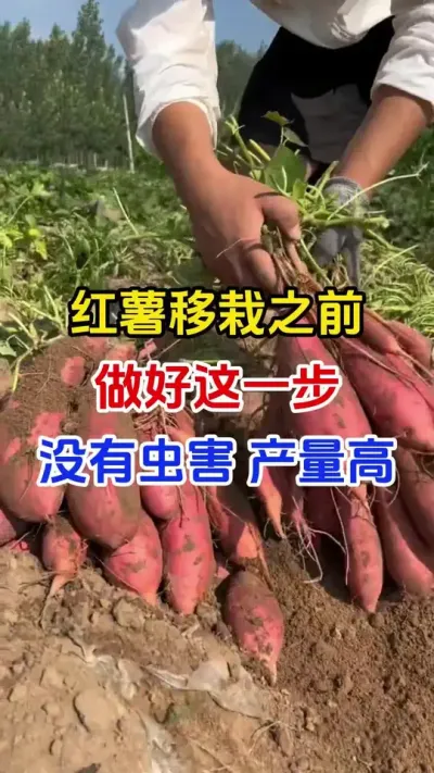 红薯移栽之前做好这一步，没有病虫产量高#红薯种植#红薯移栽#蘸根#红薯高产