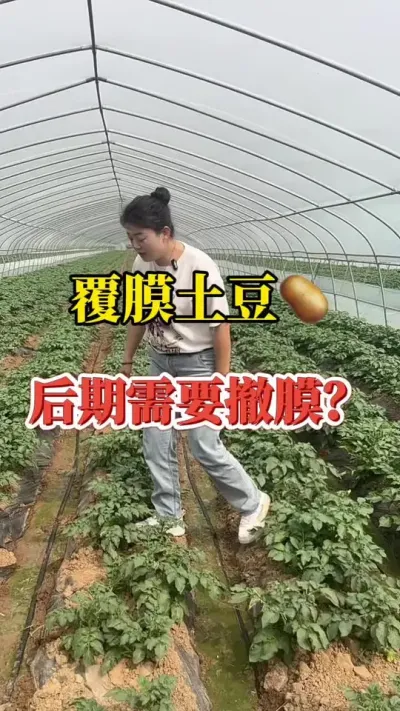 覆膜土豆需不需要撤膜，应该怎么操作#种植技术分享 #土豆高产种植 #马铃薯种植