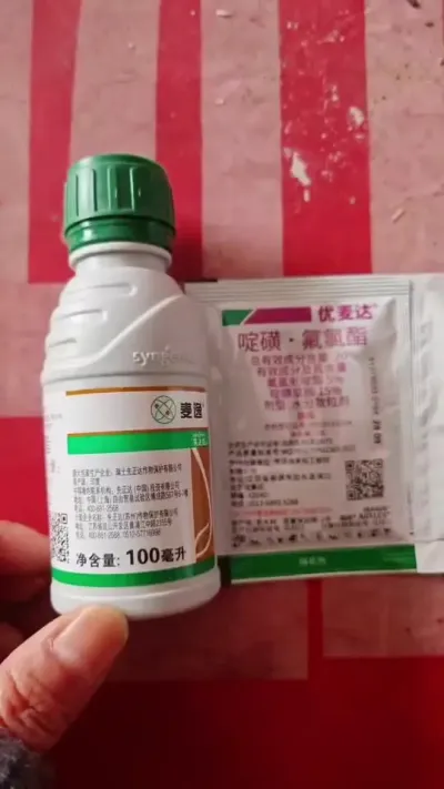 小麦田多花黑麦草#抖音助农 #三农种植 #农业人 #小麦 #服务三农