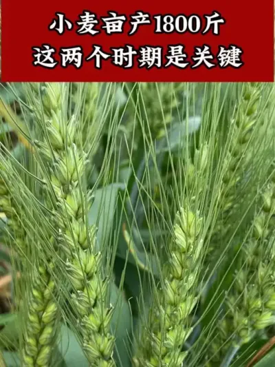 #小麦种植管理技术 #小麦高产技术 #小麦种植 #小麦增产