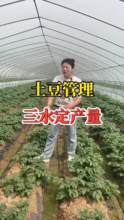 土豆管理，三水定产量，你浇对了吗#土豆种植#土豆高产种植 #土豆种植技术与管理