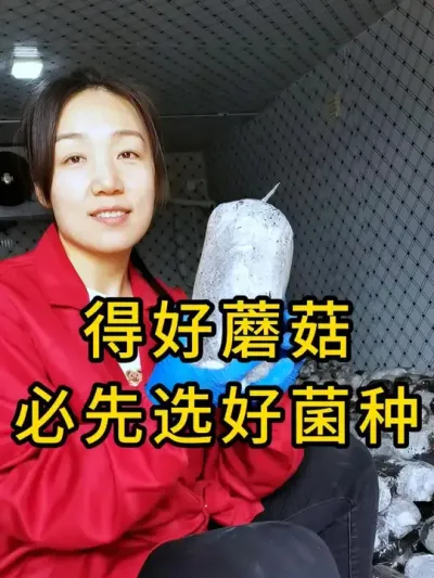 平菇种植，棉壳菌种菌丝强壮有活力，发菌速度快，需要平菇菌种的联系我#平菇菌种 #平菇种植 #食用菌栽培种 #栽培种