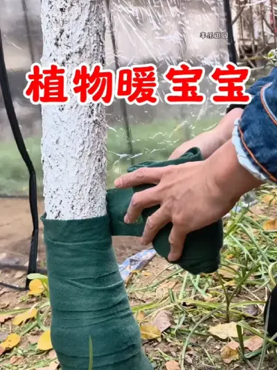 天寒地冻，一定要给家里的树木穿上一层暖宝宝，这样还能提高树木的成活率，来年长势更好#防风抗寒 #裹树布 #园艺生活 #防寒保暖 #园林绿化