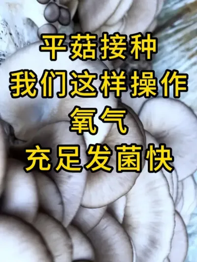 平菇种植，小工具用处大，快来试试吧#平菇种植 #打孔器 #菌种打孔器