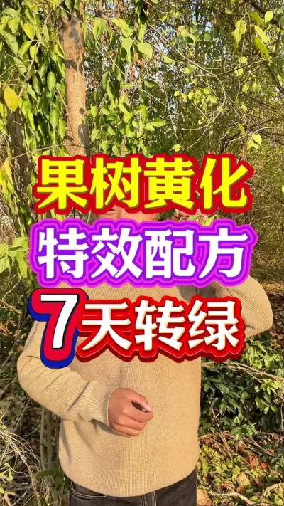 #果树黄化 #柑橘黄化 #黄化病的原因及防治方法 #分享农业知识帮农民增产增收 #抖音助农