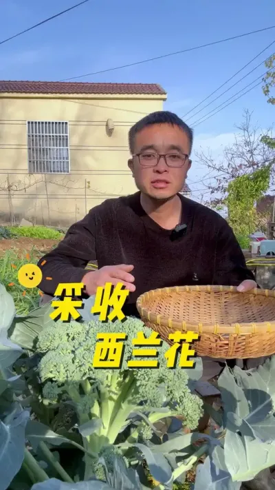 采收西兰花🥦🥦想看看你们的西兰花🥦让我羡慕一下吧#关注我一起学种菜 #我的小菜园 #我爱种菜 #自己种的纯天然的绿色蔬菜 #记录我的种植生活