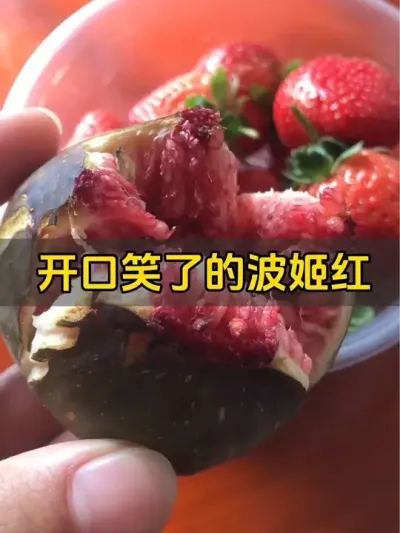 本开口笑仙人实锤了！还有谁？赶紧晒图比划比划。#记录我的种植生活 #盆栽果树 #无花果 #波姬红无花果
