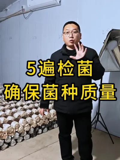 平菇种植，我们至少5遍菌种检查，确保菌种质量#平菇种植 #平菇菌种 #食用菌栽培种 #栽培种