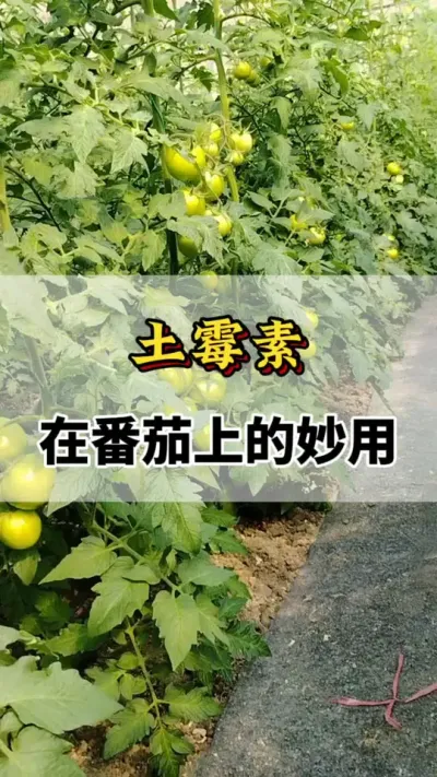 土霉素在番茄上的妙用#番茄种植方法及管理技术 #分享农业知识帮农民增产增收 #西红柿种植技术与管理法 #土霉素农业妙用 #番茄种植技术