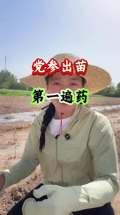药材种植 党参出苗第一遍药 #党参种植 #当归种植 #黄芩种植 #药材种植
