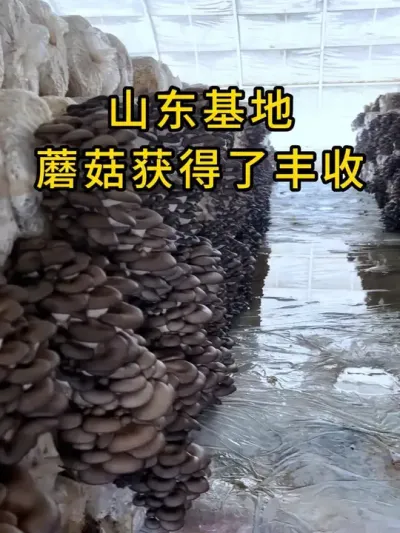 山东基地蘑菇获得了丰收，用的这款棉壳菌种，菌丝健壮有活力，全国发货。#平菇种植 #平菇菌种 #食用菌栽培种 #栽培种