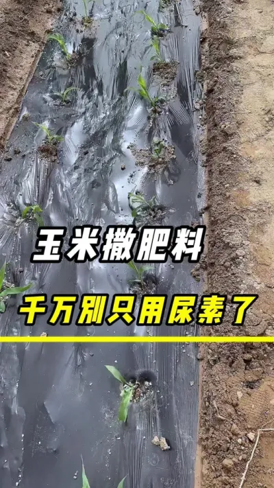 玉米撒肥料，可千万别只用尿素了#玉米 #玉米种植#玉米高产#三农 #化肥