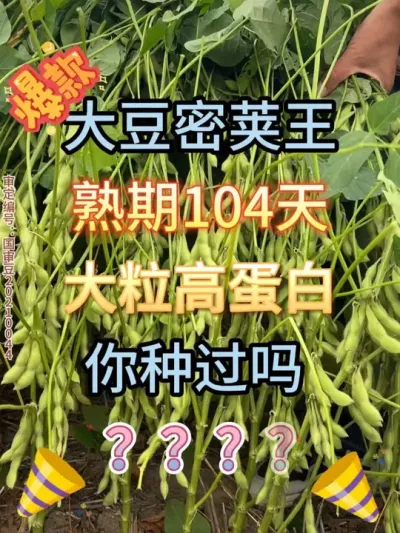 亩种10斤，金豆王 #农业种植 #服务三农支持三农 #抖音助农 #种子 #产量特别高