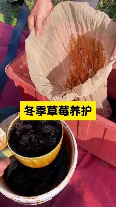 冬季草莓养护2个关键点，一定要看到最后！#启明大师姐 #草莓种植管理技术和方法 #农业技术推广 #病虫害防治 #科学种植