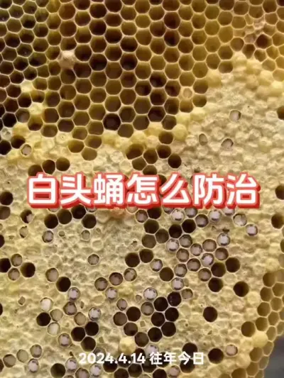 蜜蜂怎么防治白头蛹#蜜蜂养殖 #三农 #巢虫 #蜜蜂
