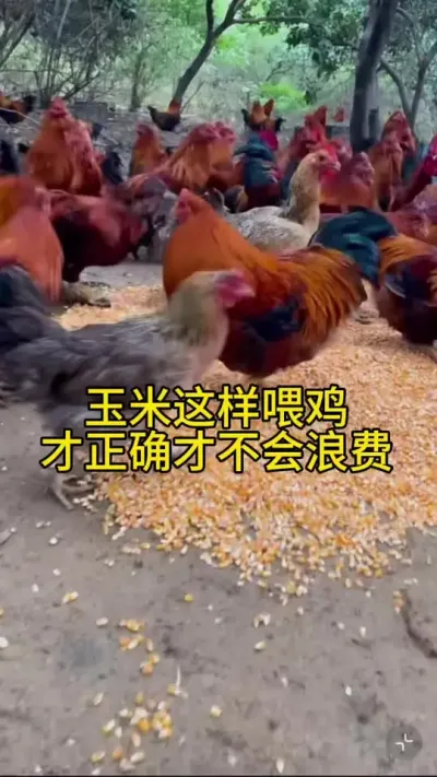玉米这样喂鸡才正确才不会浪费#养鸡#科学养鸡#养鸡妙招#鸡鸭鹅养殖#散养土鸡