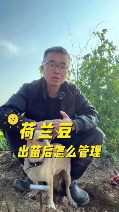 荷兰豆出苗后怎么管理？荷兰豆管理方法#关注我一起学种菜 #种植小技巧 #我的小菜园 #记录我的种植生活 #一份耕耘一份收获