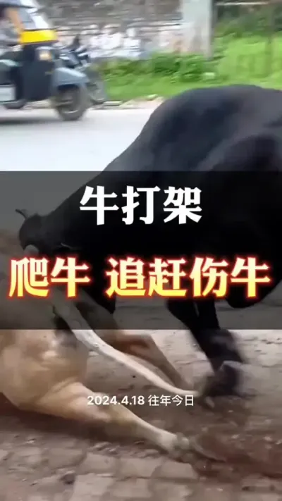 牛打架，爬跨，追赶受伤等情况#西门塔尔育肥牛 #西门塔尔 #养牛场 #牛羊养殖
