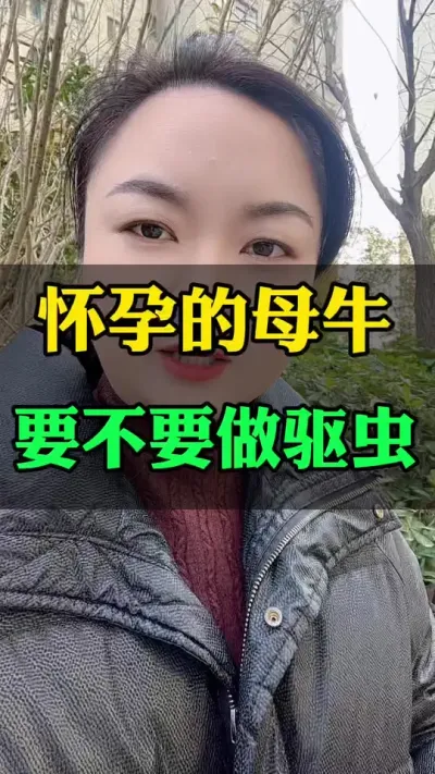 怀孕母牛，要不要驱虫#全国养牛人 #西门塔尔繁殖母牛 #繁殖母牛