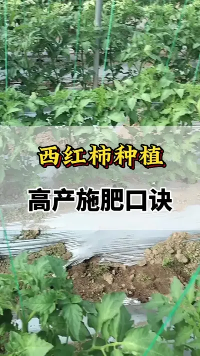西红柿种植，高产施肥口决#番茄种植方法及管理技术 #西红柿种植技术与管理法 #番茄种植技术 #服务三农支持三农 #西红柿种植技术