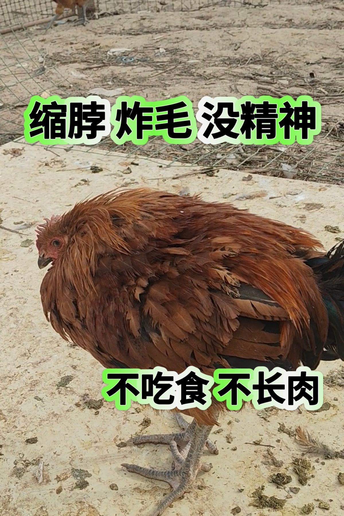http://static.ixuenong.com/pxn/uploads/prod/thirdfile/2025/05/8621625cb1f7bcbe5890cc72f20d52ae.jpg