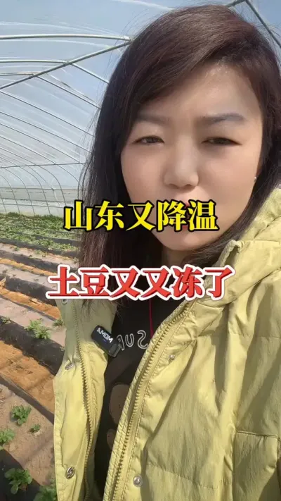山东又降温了，土豆又受冻了