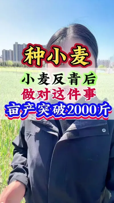 小麦返青后做对这件事，亩产2000斤#小麦#小麦种植#小麦管理#高产小麦#病虫害防治