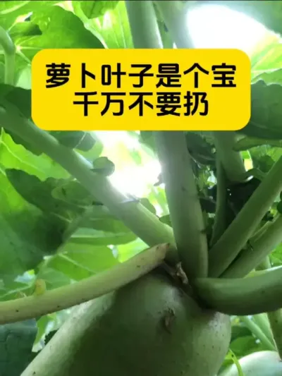 萝卜叶子的好处#抖音助农扶农 #三农种植 #农业种植 #种植小技巧