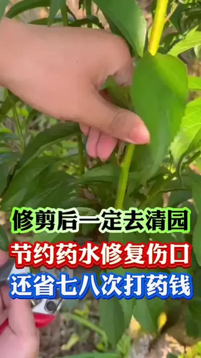 修剪后一定要清园#病虫害防治 #果树种植 #果树管理 #果园管理 #柑橘种植