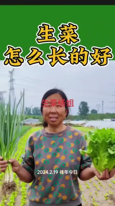 生菜怎么管理长的好#生菜杨姐 #生菜种植 #蔬菜种植 #每天分享蔬菜种植技巧 #蔬菜管理 @DOU+小助手