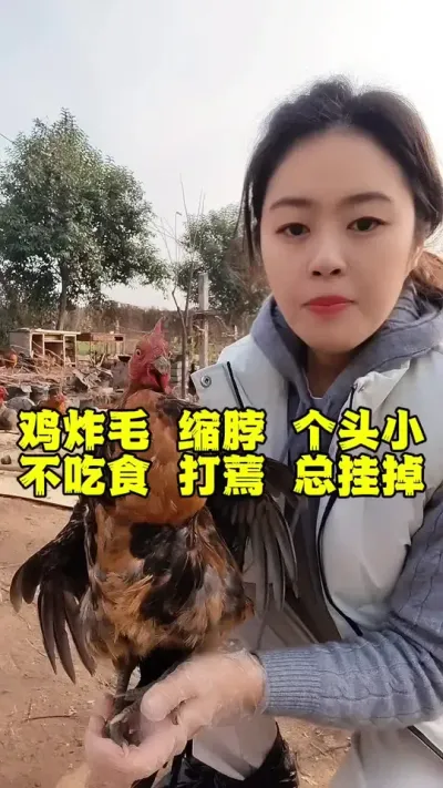 鸡炸毛缩脖个头小，不吃食打蔫经常挂掉怎么办#养鸡#散养土鸡#鸡病防治#鸡病分享