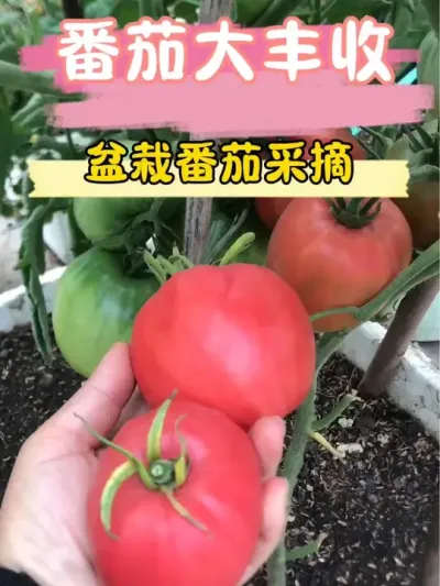 你看，番茄长得都是爱你的形状呢！#记录我的种植生活 #种植小技巧 #盆栽果树 #盆栽番茄 #三农