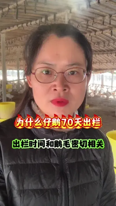 为什么仔鹅70天出栏？出栏时间和鹅毛密切相关。#狮头鹅 #养鹅技术分享 #养鹅人 #三农 #鹅