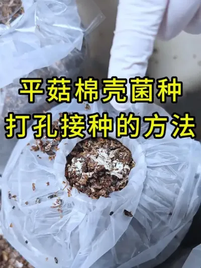 平菇种植，我们卖的棉壳菌种为什么菌丝量大又健壮呢？我们是这样做的。#平菇种植 #打孔器 #菌种打孔器