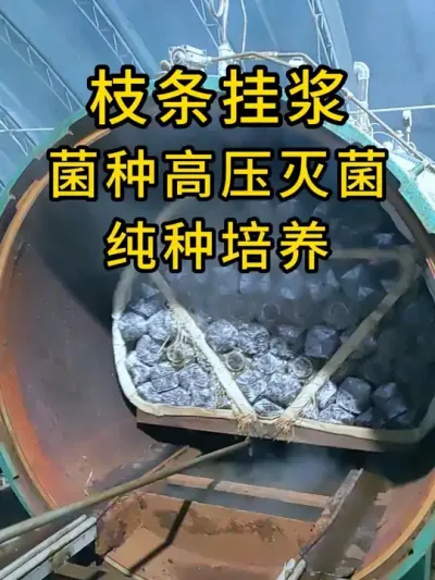 平菇挂浆枝条菌种，高压灭菌挂浆工艺纯手工制作，快来体验一下吧。#平菇种植 #平菇菌种 #食用菌栽培种 #栽培种