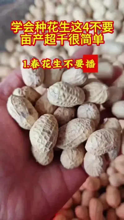 学会种花生4不要亩产超千#抖音助农 #花生 #农业种植 #农业人