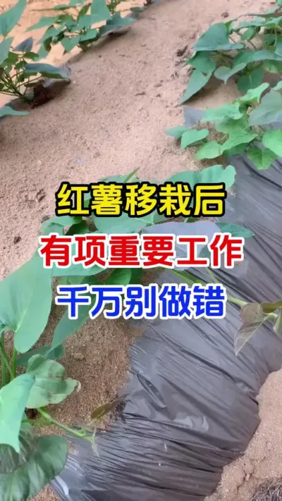 红薯移栽后别做错这件事#红薯种植#红薯管理#红薯施肥#红薯高产