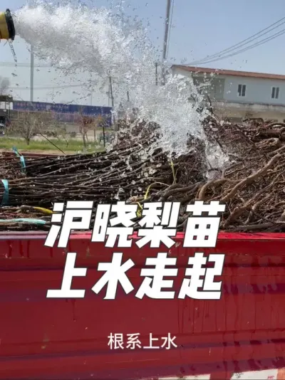 #苗木人的生活 #抖音助农 #创作者扶持计划 #抖音创作者服务中心 #沪晓 @抖音小助手 @抖音创作者中心 @抖音热点