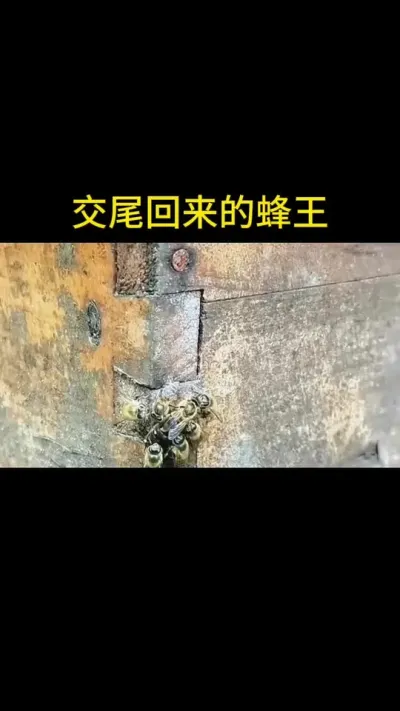 交尾回来的蜂王#蜜蜂养殖 #蜂王 #三农