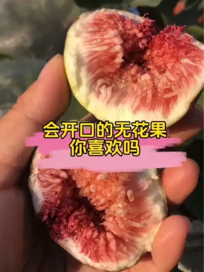 容易开口的波姬红，以后还是旱着养吧，心好累！#记录我的种植生活 #盆栽果树 #盆栽无花果 #波姬红无花果