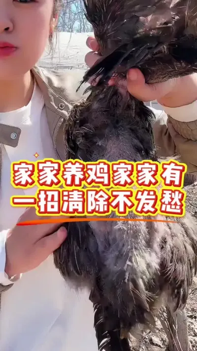 家家养鸡家家有，一招清楚不发愁 #鸡鸭鹅养殖 #科学养鸡 #鸡病防治 #养殖小妙招 #服务三农支持三农